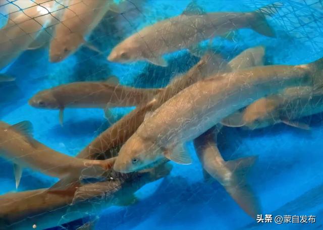 宁蒗县:让绿色成为高质量发展鲜明底色