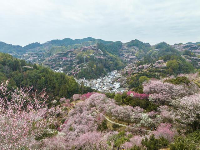 2月早春风光，7个赏花胜地，漫山遍野花香，率先打开春天