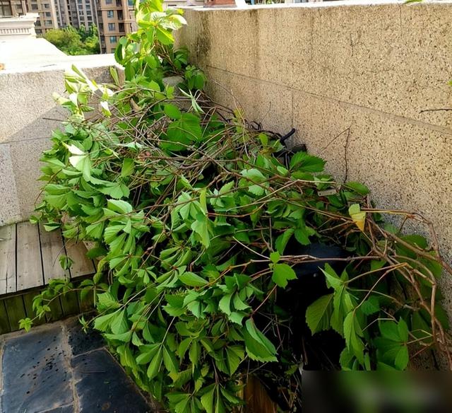 农村见到这2种花，一定要铲除，招蛇虫蚊蚁，严重破坏墙皮