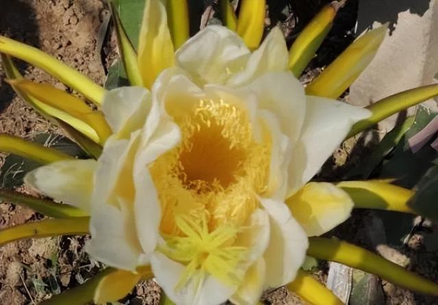 运城周末遛娃天花板！亲子采摘甜翻时光～