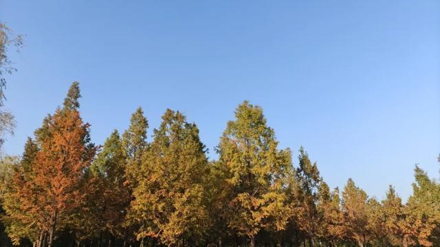 秋去冬来,邀您看红荷湿地的层林尽染,落叶如诗~~~