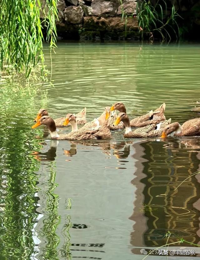 童话世界，田园风光｜永畅