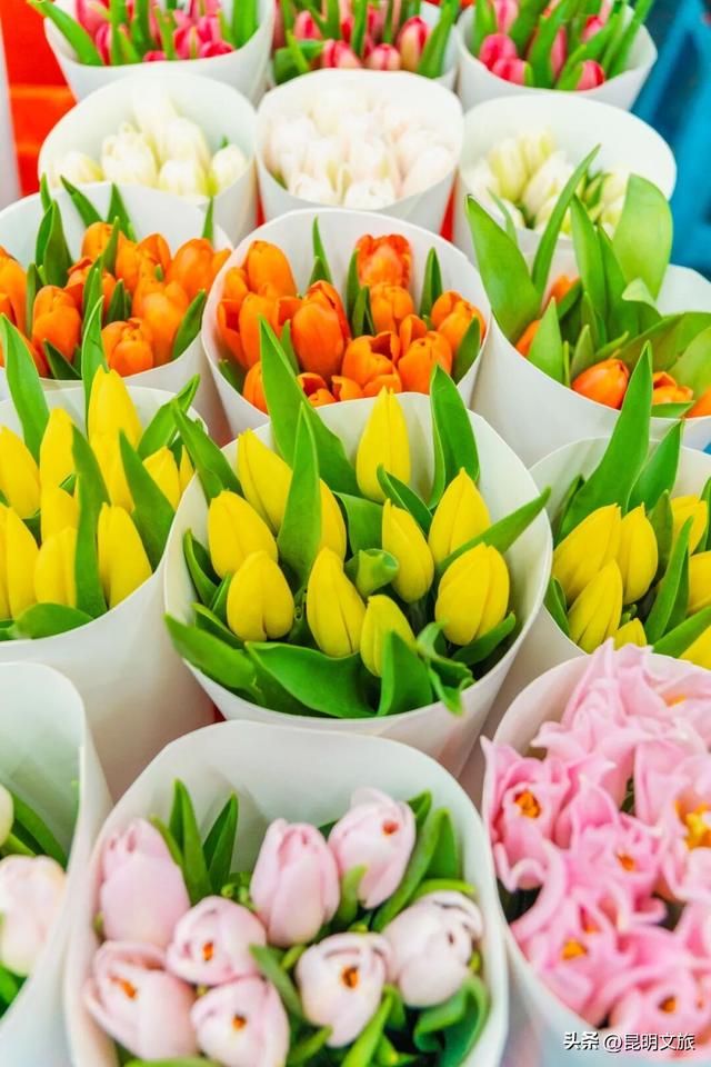 满屏治愈！这个冬日，你一定要去趟斗南花市，邂逅一场流动的彩色盛宴~