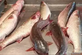 梭鱼大量上市价格不低！有人却说太难吃，白给都不要！图片