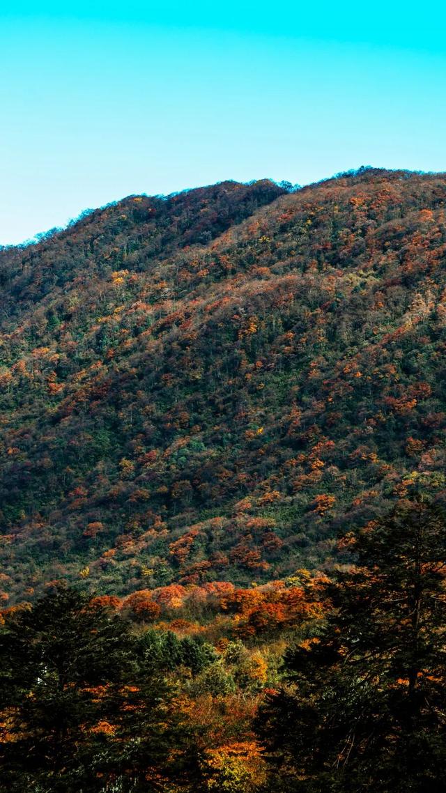 峨眉仙境秋色渐染，正是登高出发之时