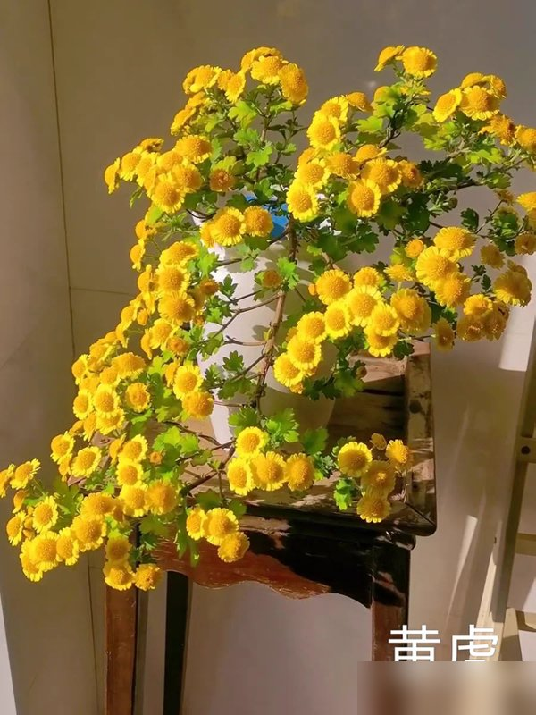 阴花不能进阳宅！这5种花“打死”也不养，家里若有？快挪走！