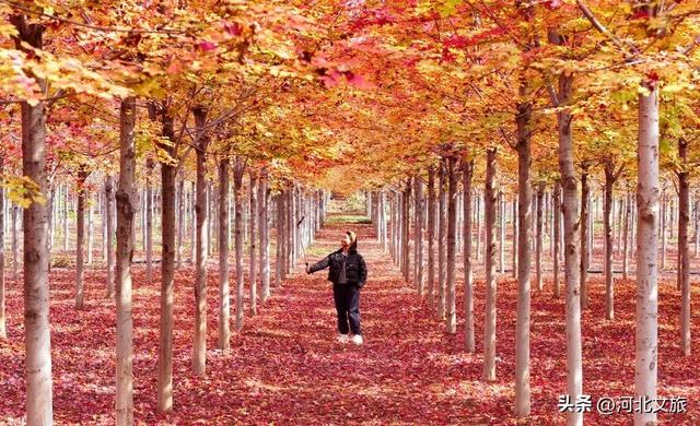 邯郸万亩秀林化作一片红色海洋，带你闯入童话世界