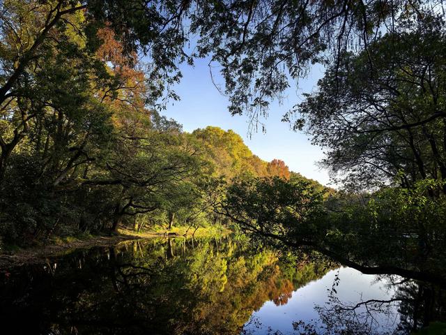 发现一片秋游宝地——紫金山下梧桐大道