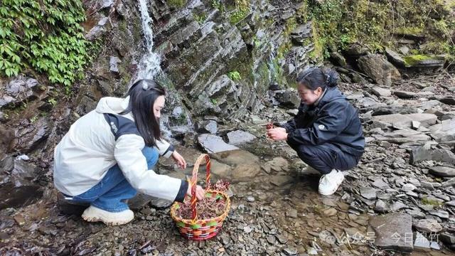 要火！绵竹这里遍地野生折耳根！根本挖不完，快去……