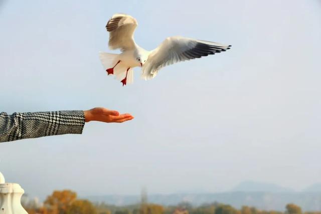 深秋太极岛：芦花漫舞，群鸟蹁跹
