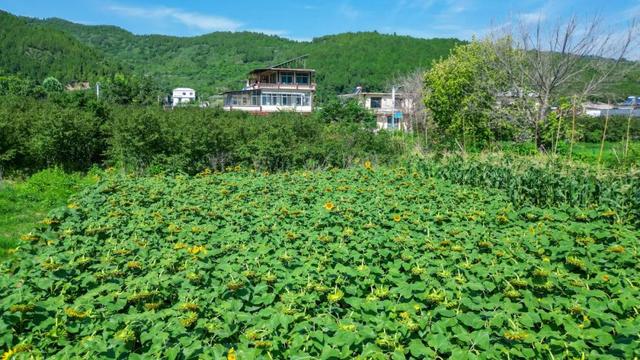 济南1h直达！西营周末新玩法：山野咖啡×秘境茶香，秒变文艺片主角！