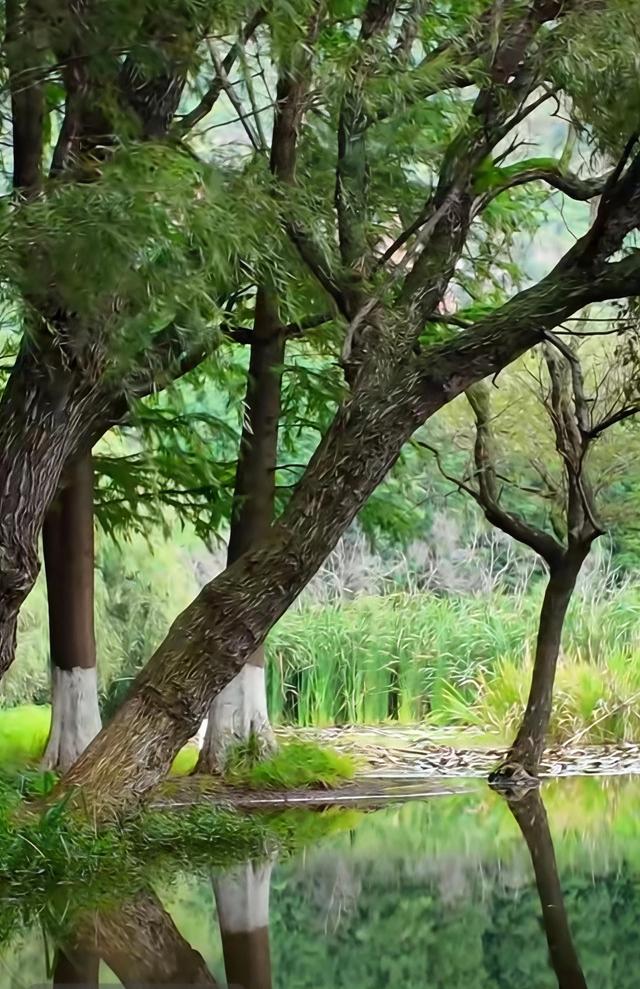 昆明藏了个“水上森林”，白鹭翩飞，公交直达！名称见文末→