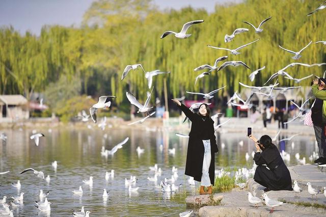 大美银川 秋色无边