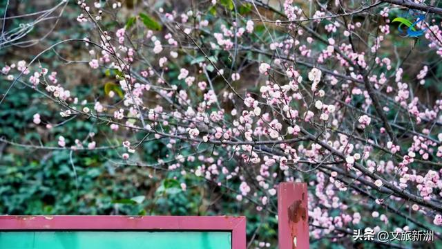 新洲梅花抢先打卡！抓住冬日第一抹绽放的色彩