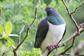 “鸟中酒鬼”新西兰木鸽！常常把自己灌醉，掉在地上任别人捡！图片