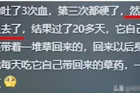 农村土狗为啥不爱生病?网友:自带中医系统，老祖宗严选绝不含糊！图片