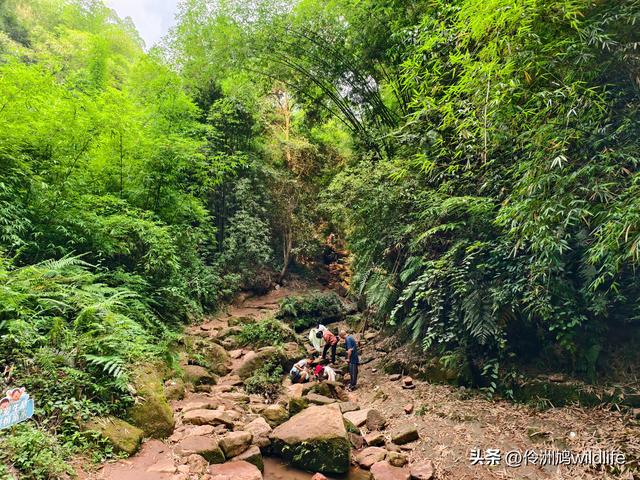成都徒步（66）·邛崃篇⑥皮缝峡谷·皮缝古道