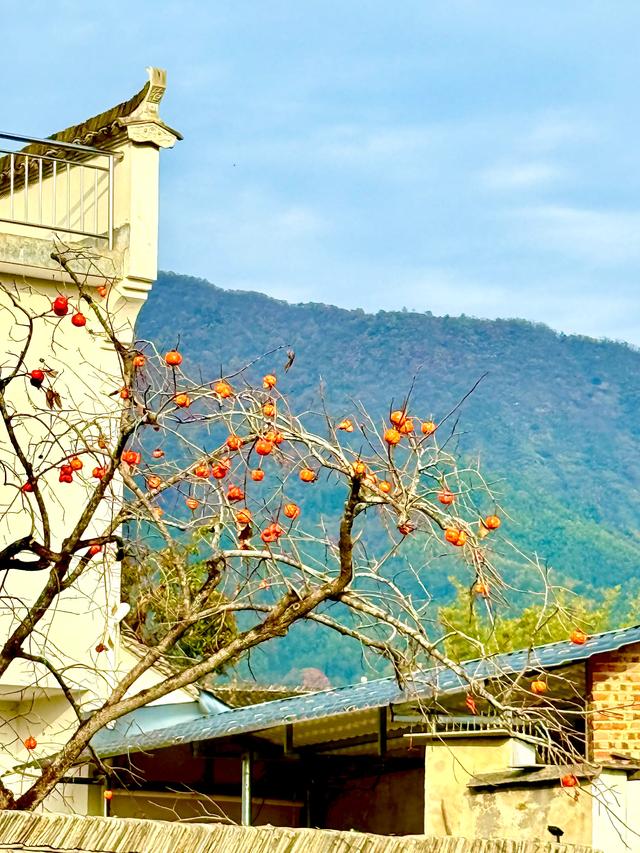 追着晚秋(黟县宏村镇塔川村)