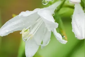 35首经典古诗词，以半句被千古传诵，全诗却鲜为人知！图片