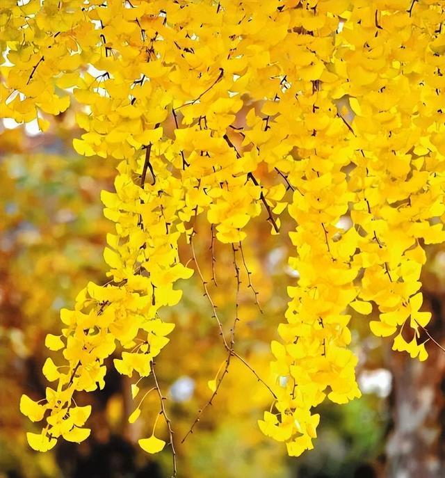 【美丽四川】寒冬将至 银杏初黄