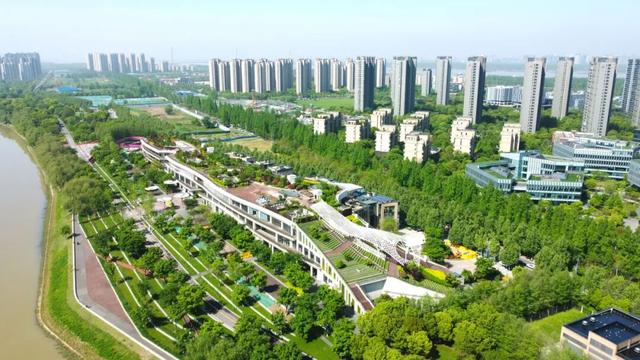 红高粱、向日葵，江心洲打卡正当时