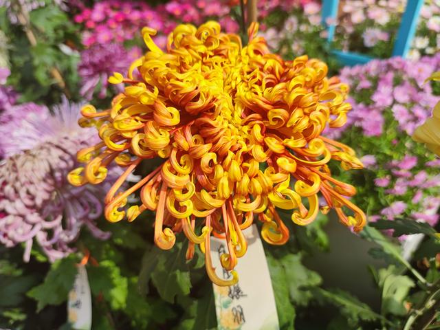 武汉金秋菊展之中山公园特色展