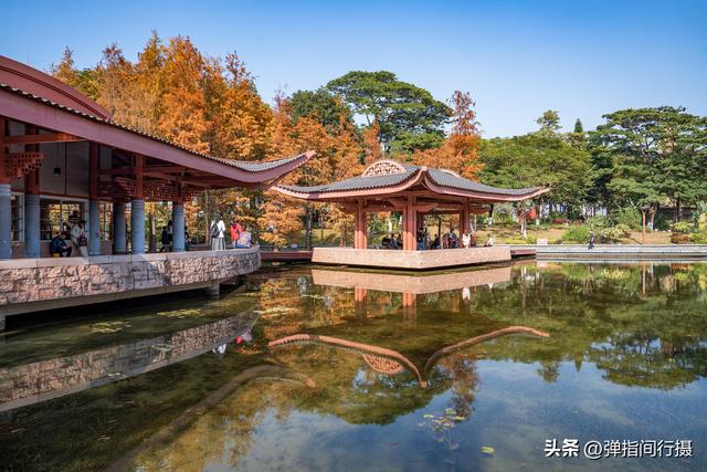 闯入佛山冬日油画！千灯湖落羽杉迎最佳观赏期，下午4点美到窒息
