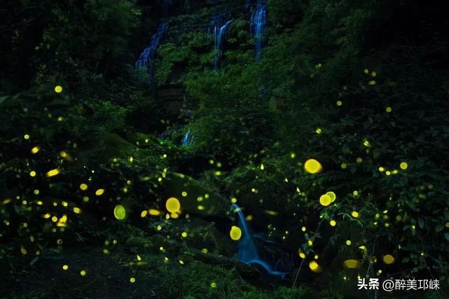 “两山”理念20年丨成都天台山：擦亮萤火虫IP，生态保护与经济效益双丰收‌