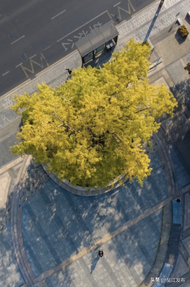 周末去打卡丨“杏”会！颜值高峰来了！