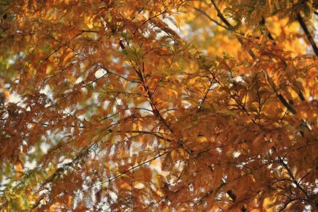 好多人都去了！金堂这个地方最近很火！