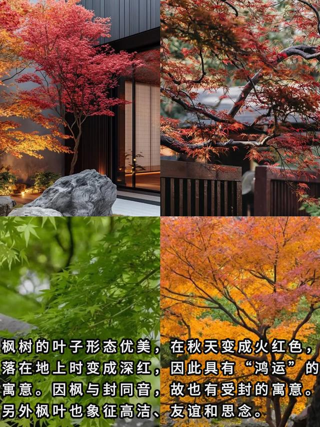 “富不富，院中树”树不是乱种的！院子种树记住三要四不要！