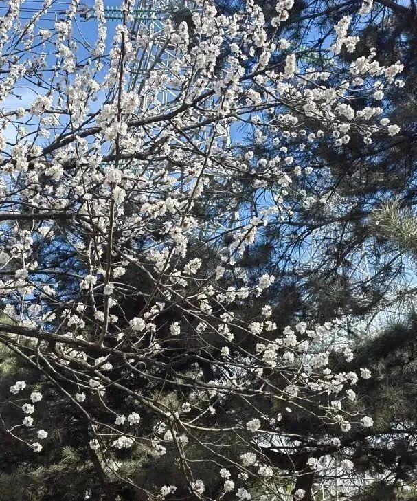 解锁宝藏标地、花植印章和惊喜福利！来花乡，开启秋日的City Walk——