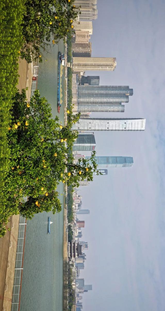 橘子洲，又见橘红染湘江