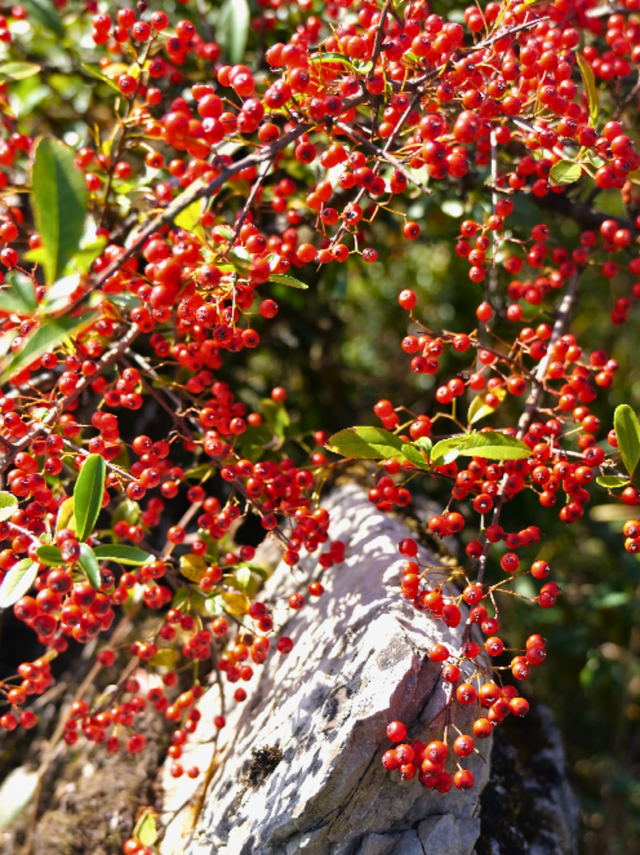千野草场火棘红妆限定！📸随手拍电影感，冲！