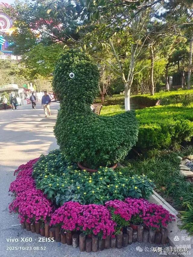 菊绽秋阳里，暗香绕中山｜申艳娟
