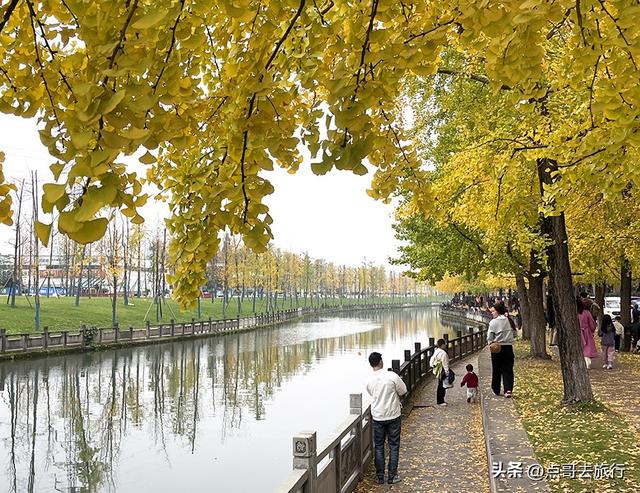 成都2公里长的银杏长廊，超级壮观，美爆了！地铁公交车可达！