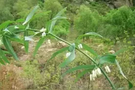 野生黄精，天地之精华，煲汤泡酒之极品，今年是不是也会火上一把图片