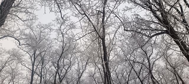 洛宁林海雪后奇观：冰瀑与雾凇的冬日礼赞