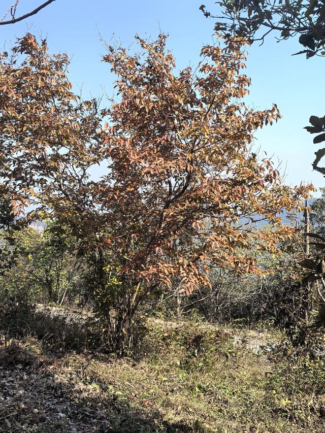 南京龙尚湖，大连山，佘村一日郊野徒步