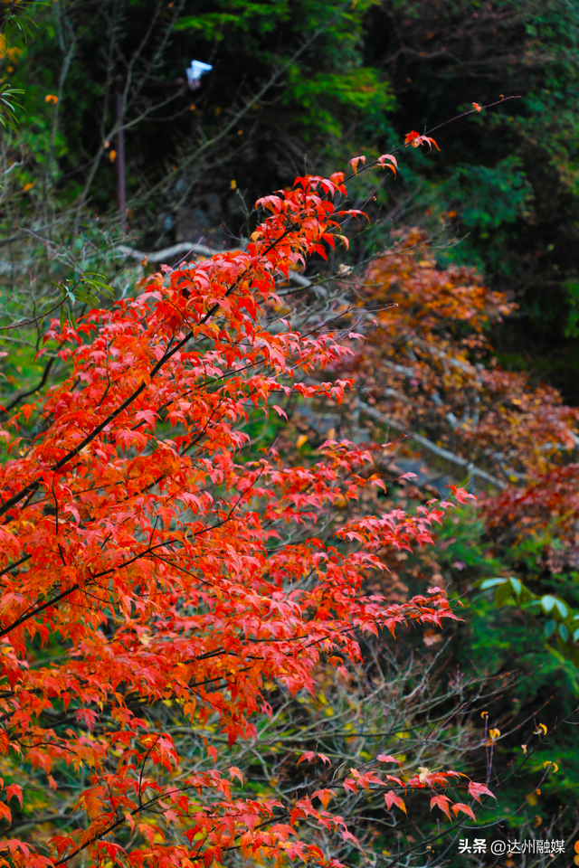 错过等一年！巴山大峡谷秋色刚开场，彩林已美成仙境！