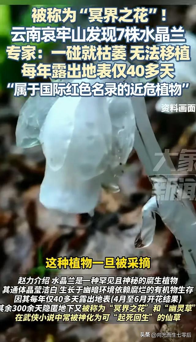 哀牢山发现7株冥界之花