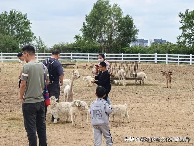 @你，鄂尔多斯植物园全攻略！暑期宝藏路线图！
