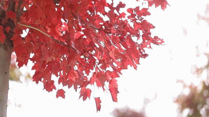 快去拍！秋天把庆云点缀成诗了！