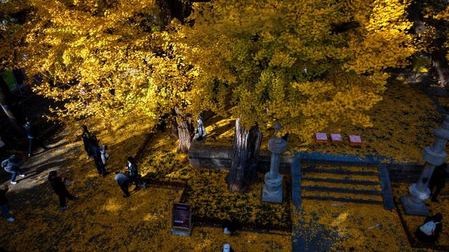 留着打卡！寺庙与千年古杏更配，每一张都是大片！