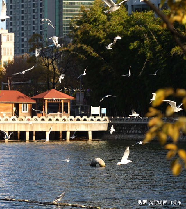 鸥了鸥了，红嘴鸥大部队即将抵达！这些小众“鸥”遇点千万别错过