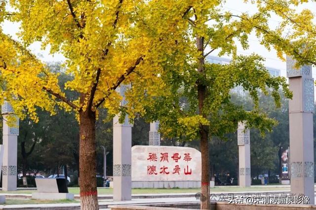 陕西渭南：人民公园银杏林色彩纷呈 祥和美丽 秋色宜人