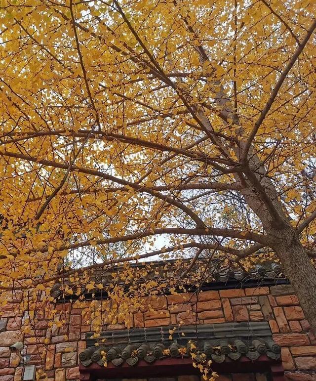 黄陂这些点位出片率绝了！