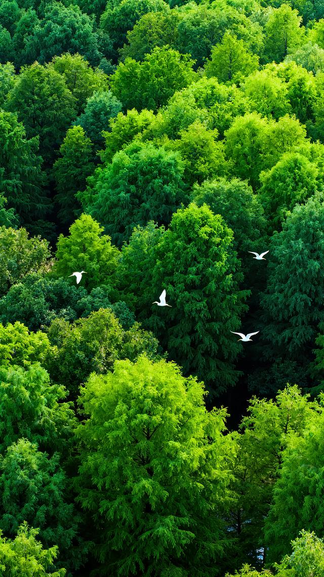 丝丝春意，抹去缕缕寒意，春天美景分享，太治愈了！