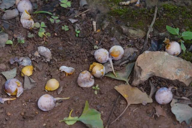 秋天不这样玩一遭，白来人间一整年