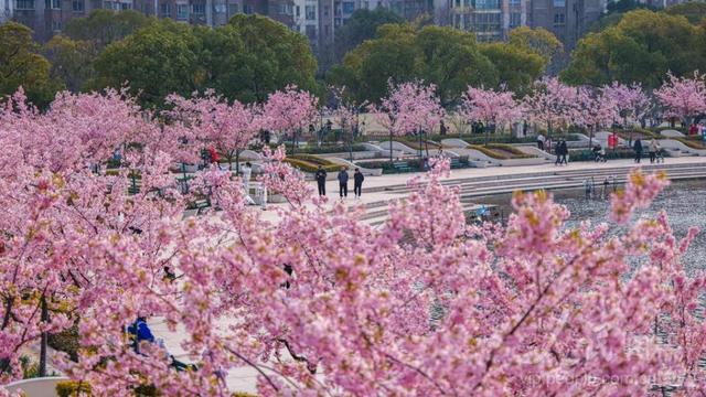 图游天下 发现上海|早樱盛开！五大宝藏赏樱点位请收好